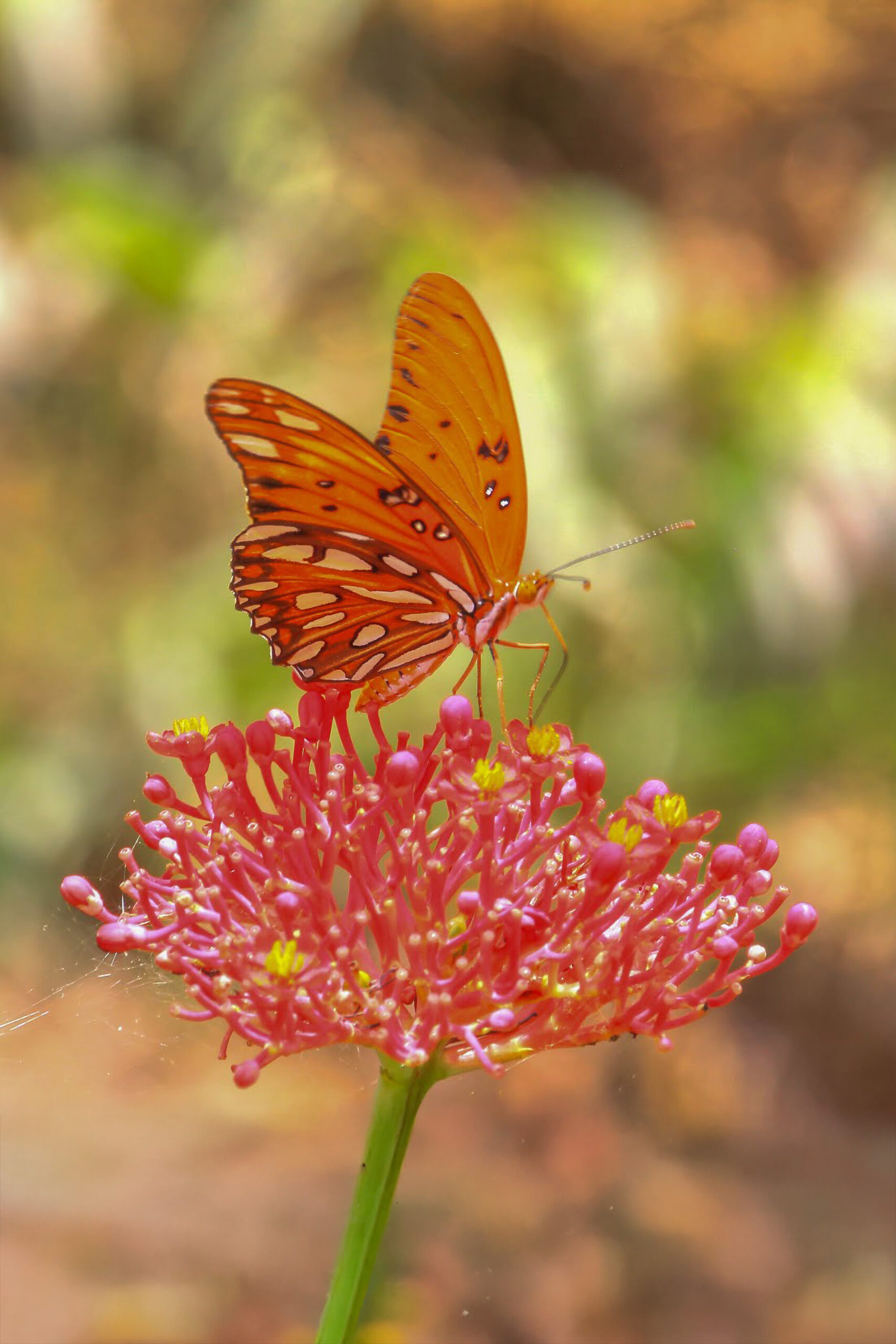 2015_08_15_mariposa_1